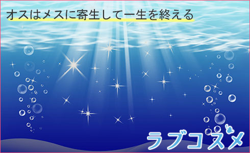 オスはメスに寄生して一生を終える