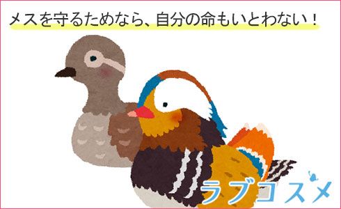 メスを守るためなら、自分の命もいとわない!