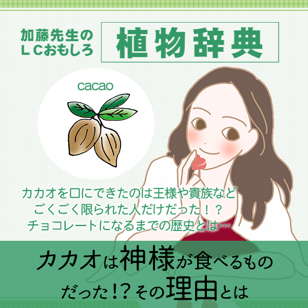 カカオは“神様が食べるもの”だった？