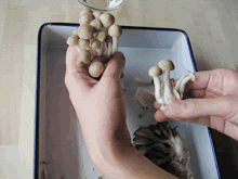 簡単炊き込みキノコごはん/工程1