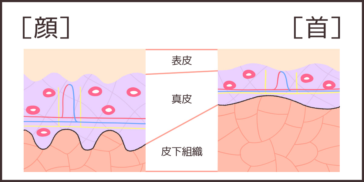首の皮膚は顔の3分の2の薄さしかないって知ってる?